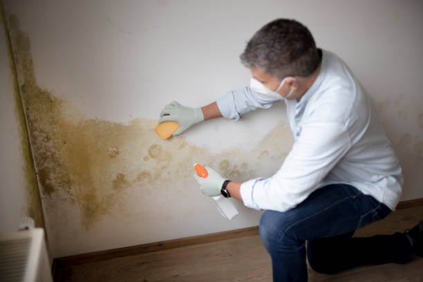 Trusted Lake Erie Beach, NY Mold Removal Experts